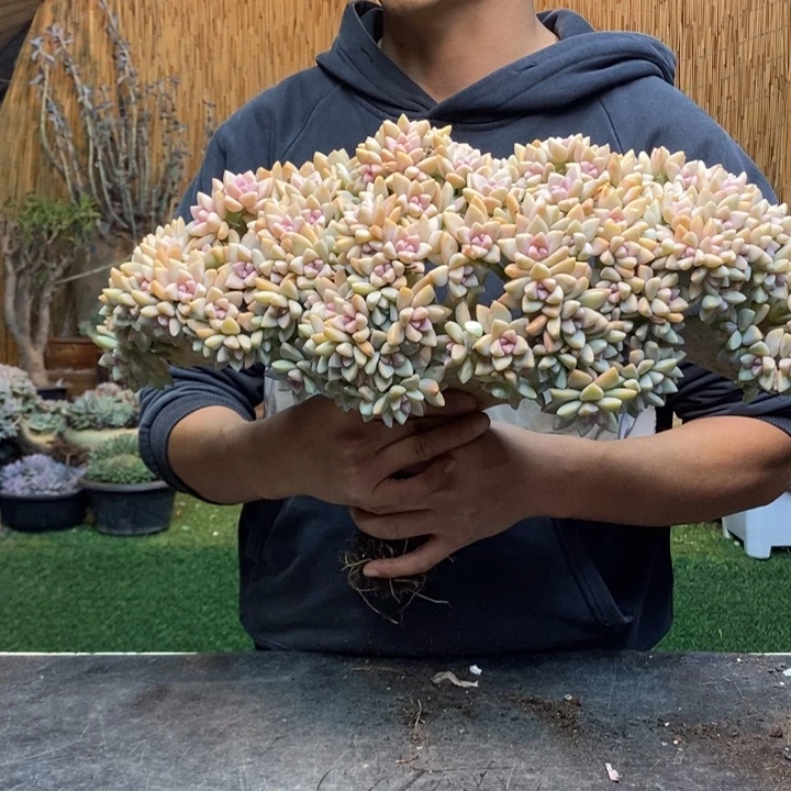 唯***e77号包物流发货淡雪