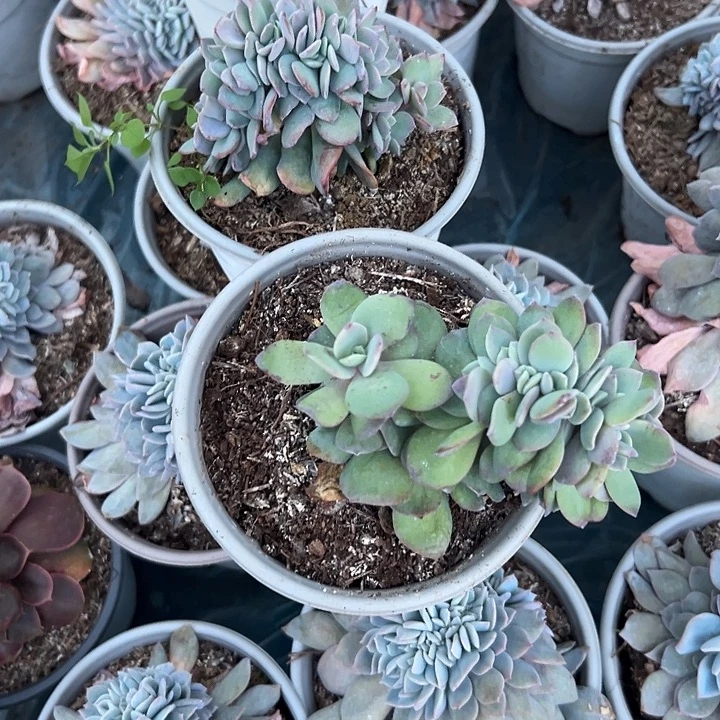 臭***活多肉植物实物直播实物308