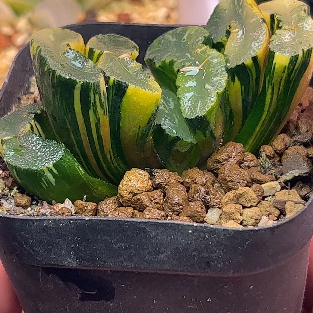 广重锦十二卷多肉植物