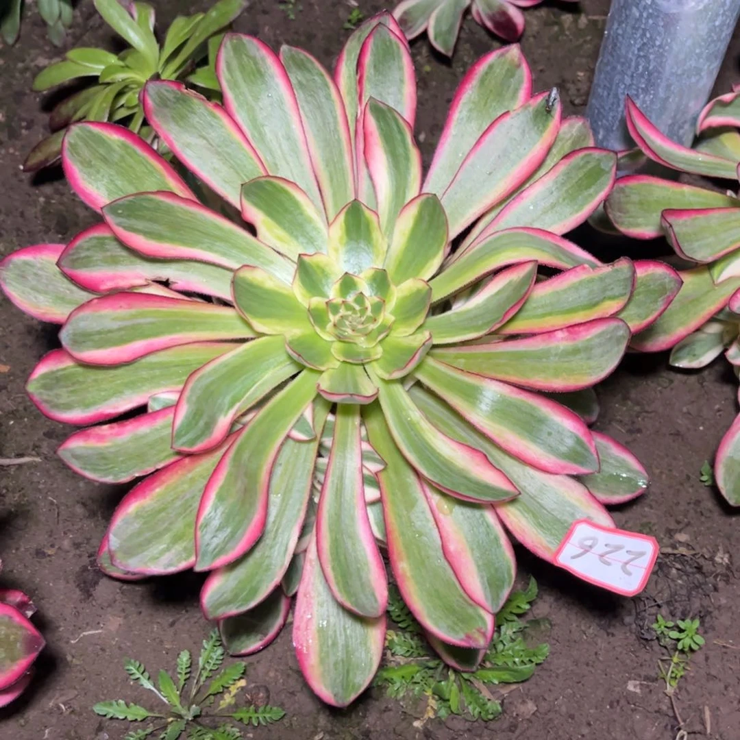 226多肉植物巫毒锦