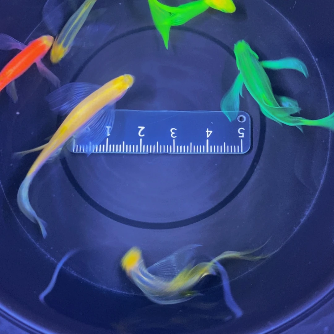 斑马鱼蝶翼斑马3.5-4厘米5送一