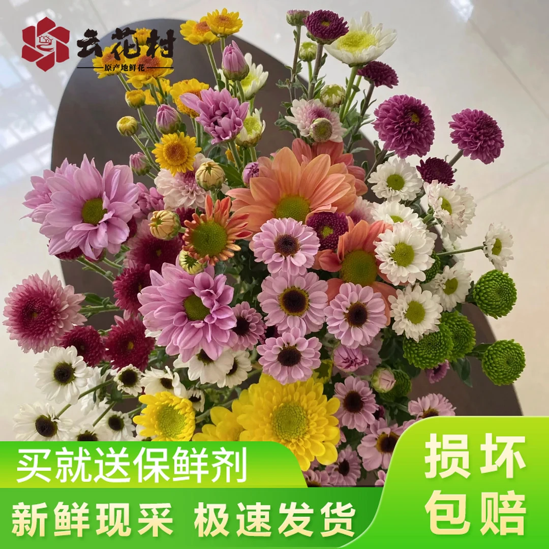 七彩多头小菊10支【全店任意满两件发顺丰京东】云南昆明鲜花直发