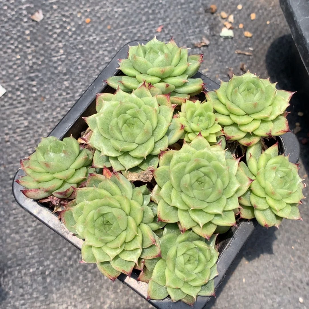 0605-274 麦杆优选