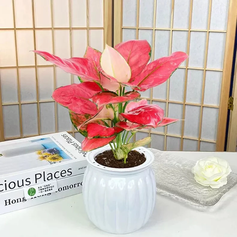 吉利红盆栽绿植花卉室内外客厅办公易养护红色植物吸水盆观赏美观