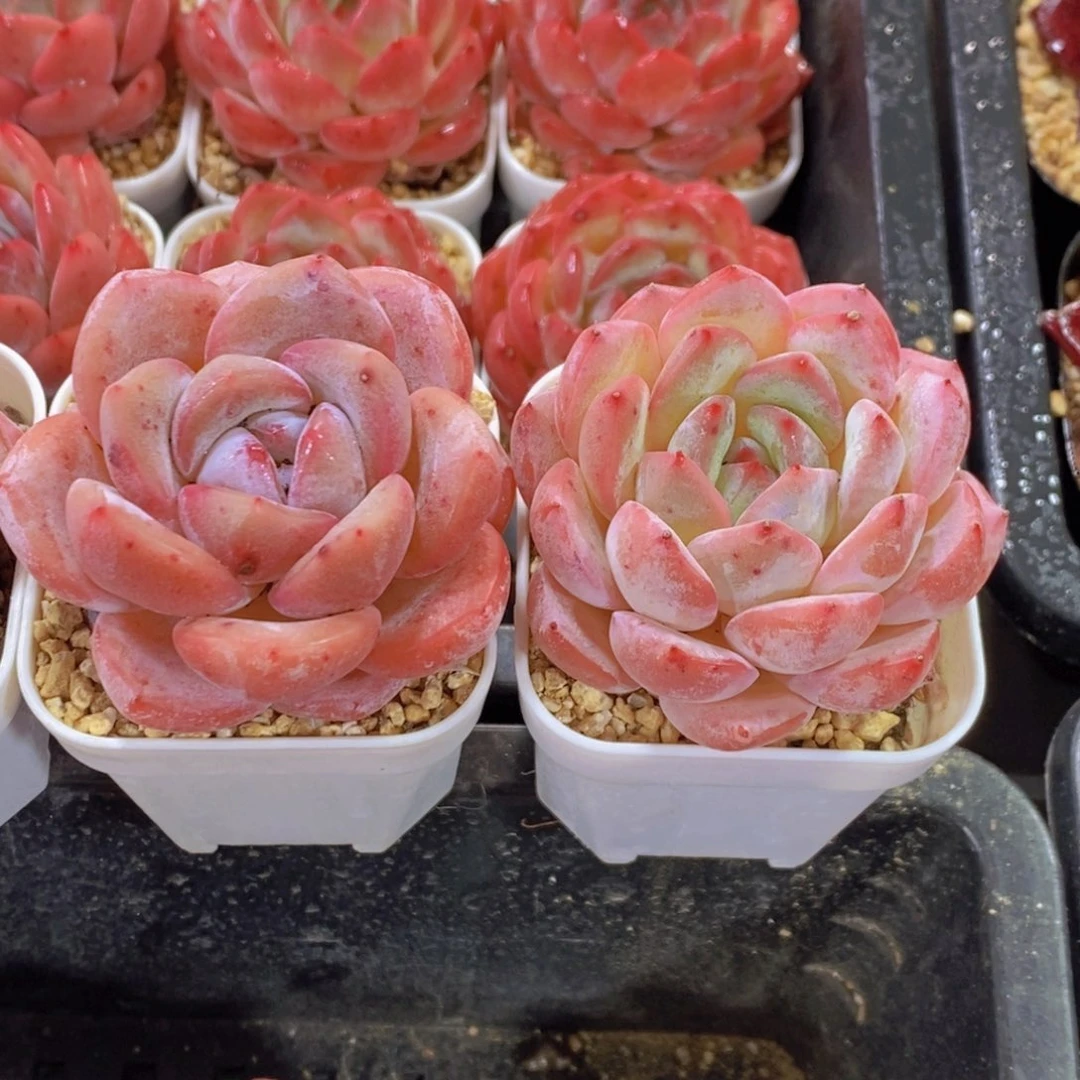 量拍31号红尘➕量拍32号冰橙