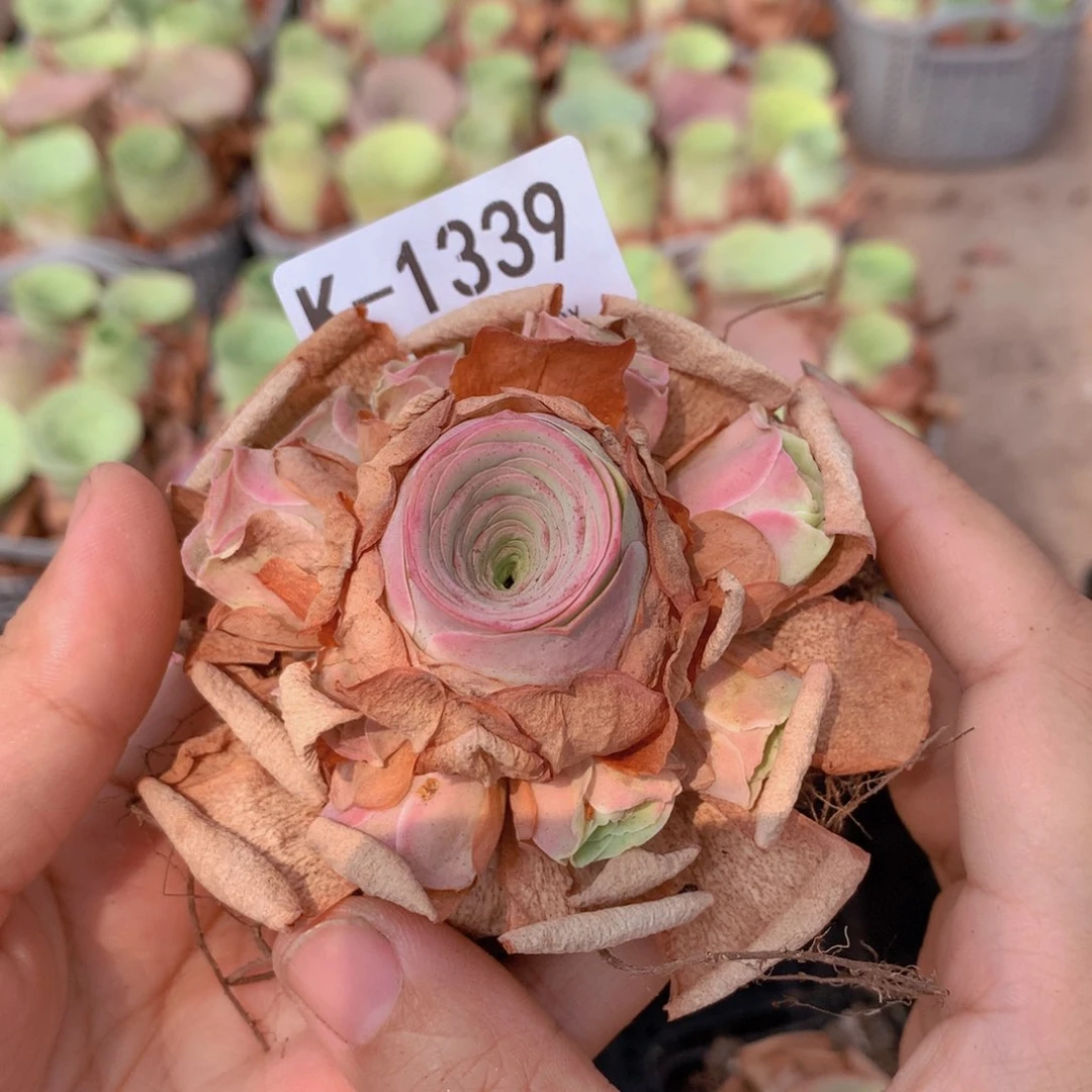 1339水蜜桃会掉侧芽