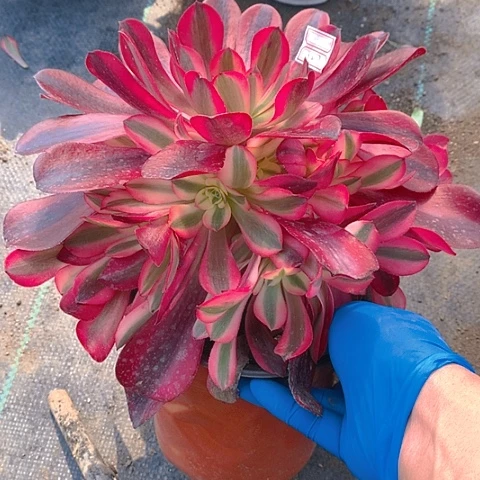 927美杜莎多肉植物