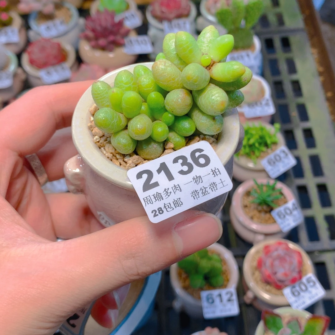 5厘米盆精控多肉2136
