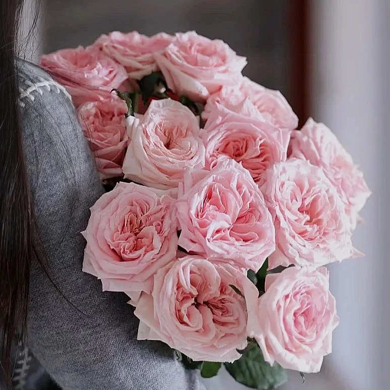 【粉荔枝玫瑰20支】易开炸花期偏短 任意满两件发顺丰京东