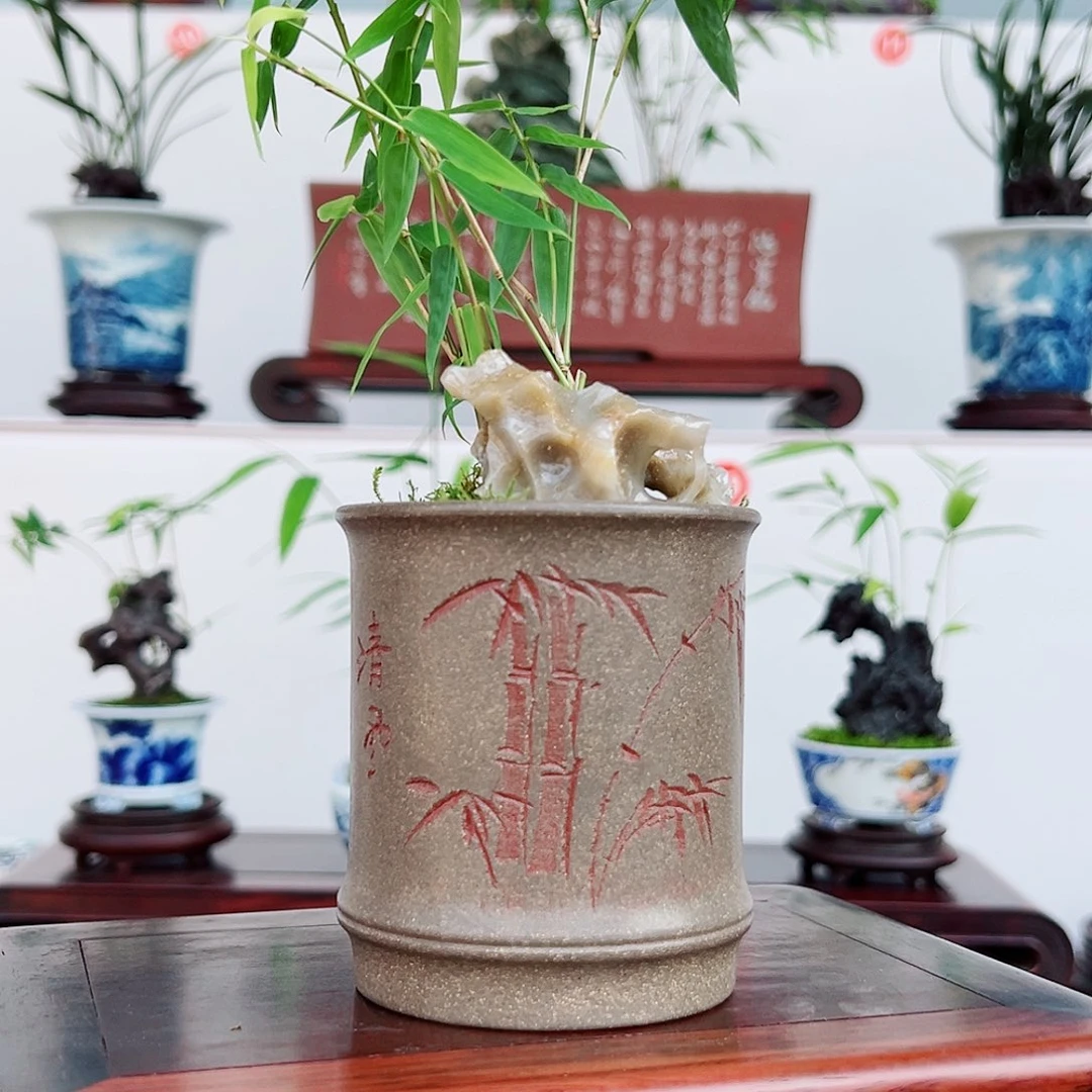 无花朵盆景，凤尾竹，玉玲珑