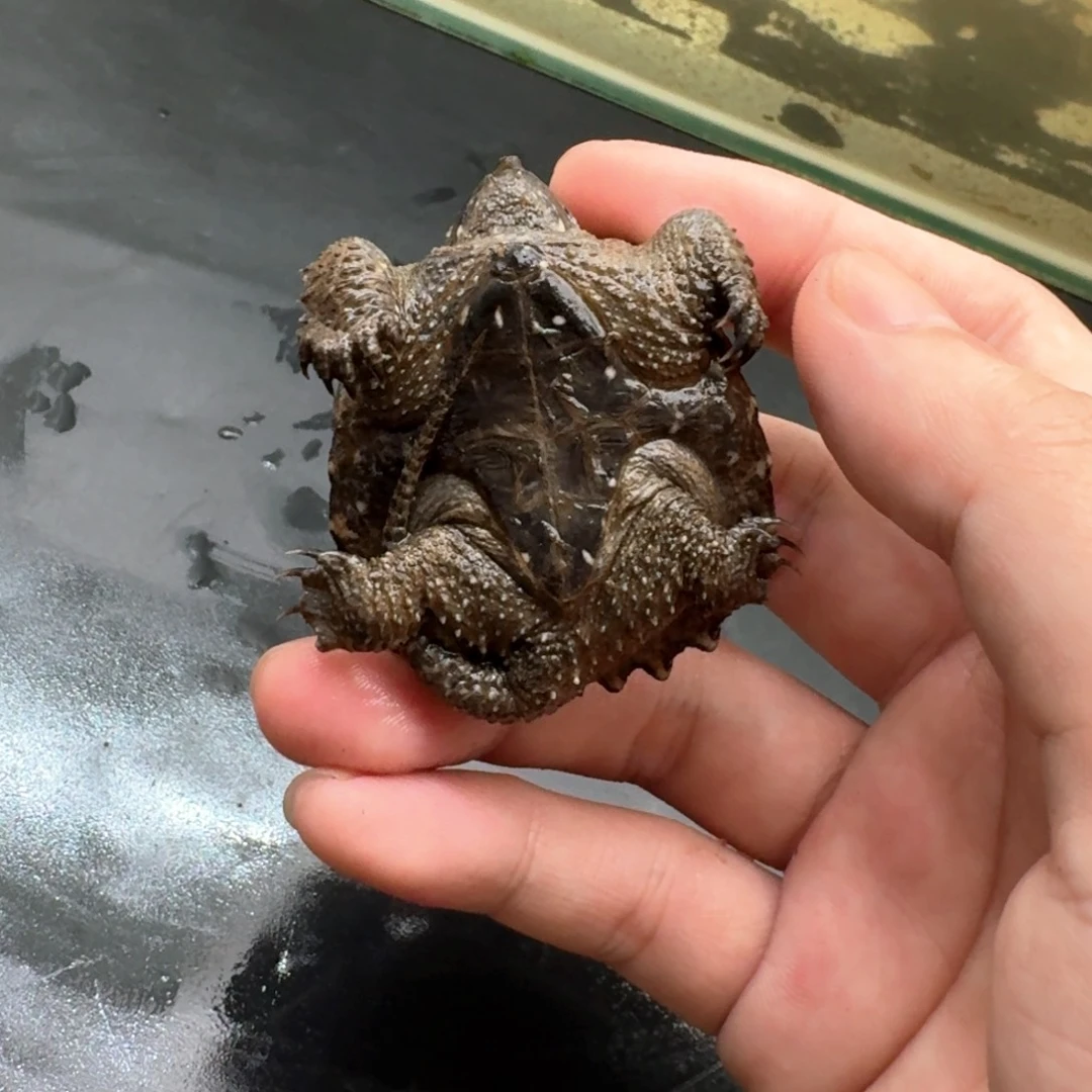 小鳄龟不分公母444