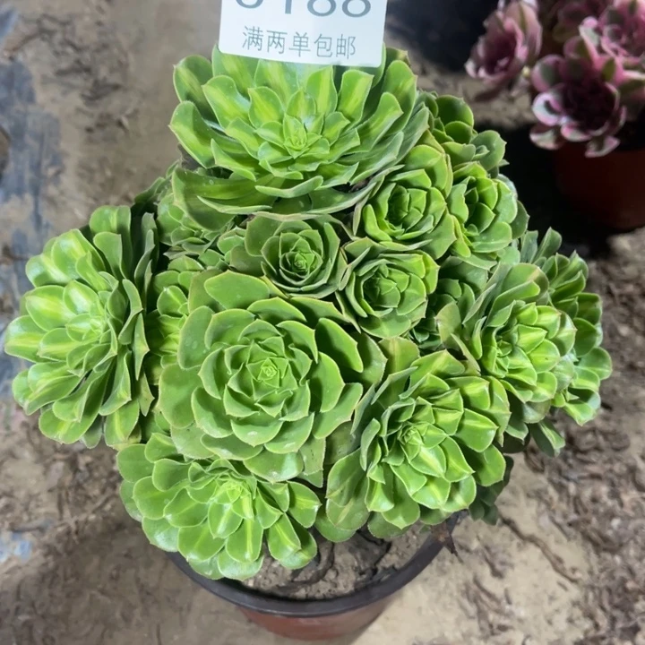 9188翡翠的人多大的