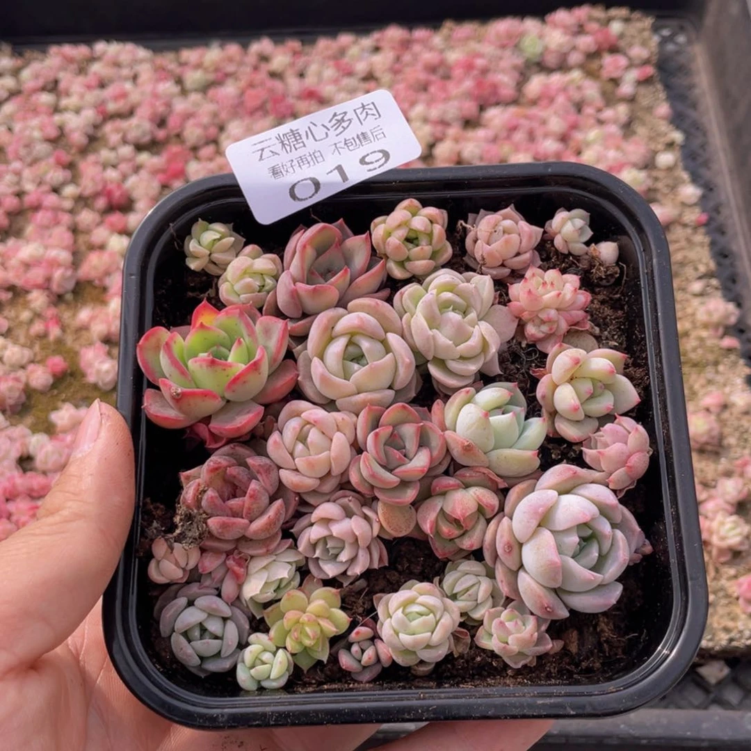 云糖心多肉植物19