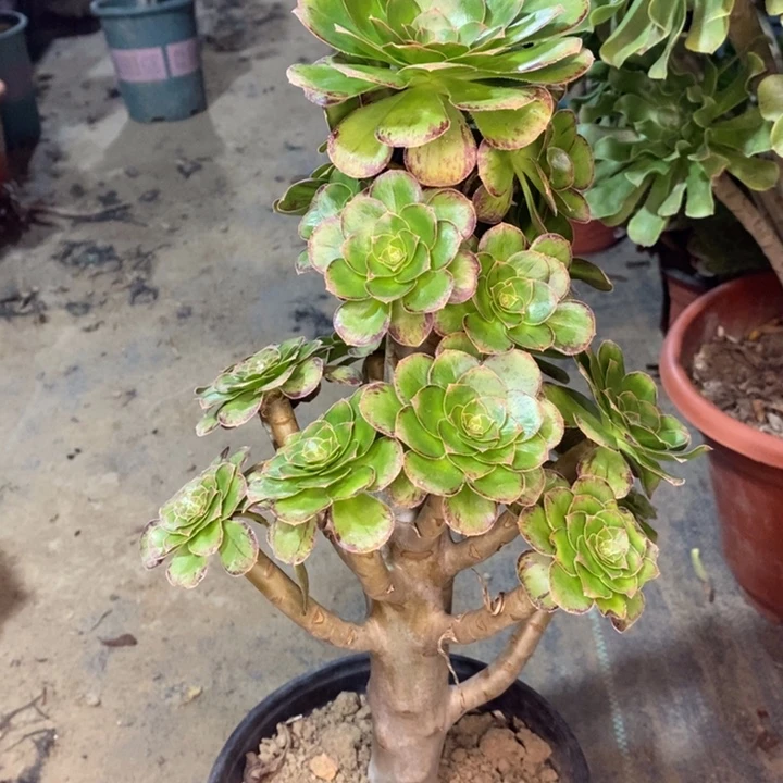ｖ锦多肉植物13。