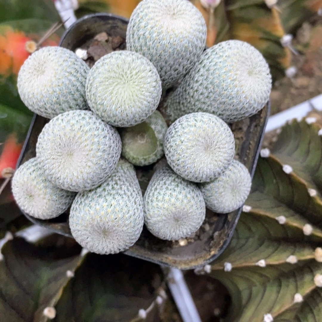 l***f仙人球的世界里有一