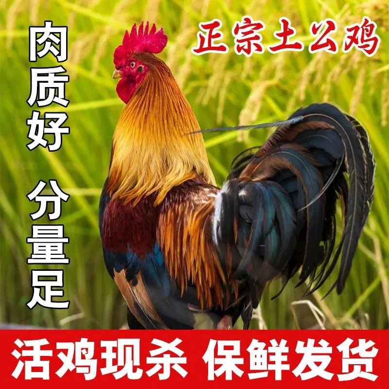 沂蒙山散养土鸡大公鸡红公鸡老公鸡宰杀新鲜鸡肉笨鸡整鸡