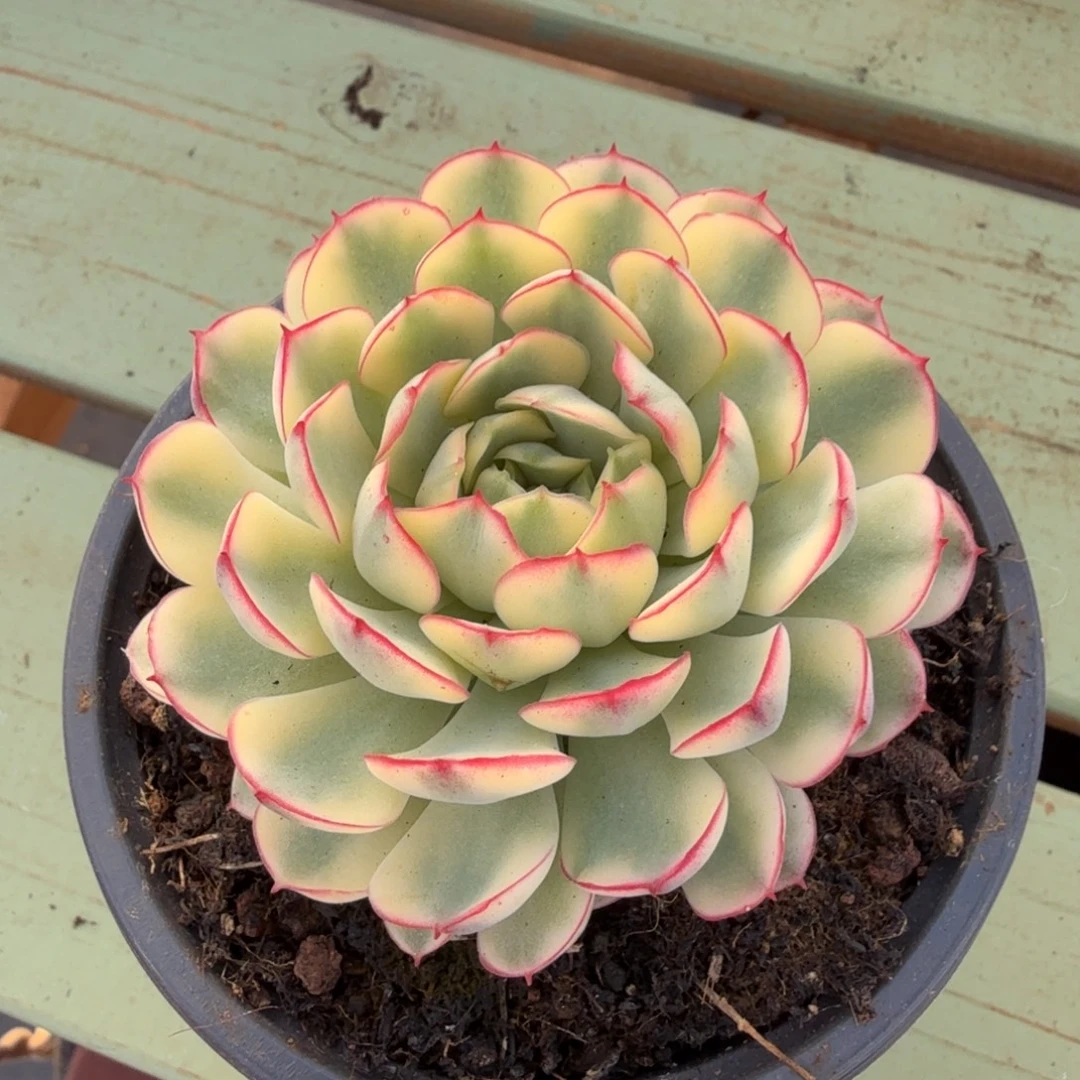 梦幻玫瑰锦锦上园艺一物一拍