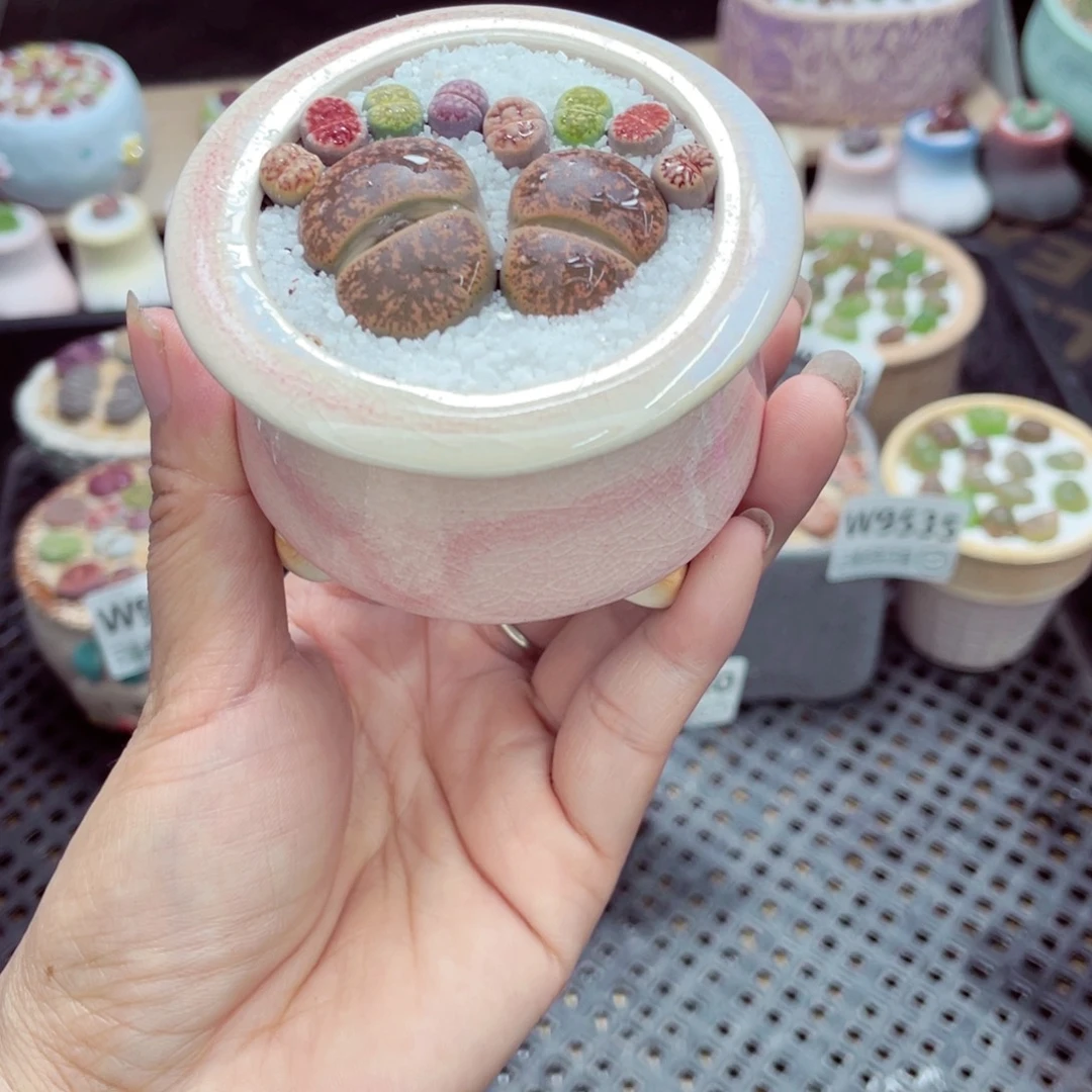 w9542 带盆土发货一物一拍