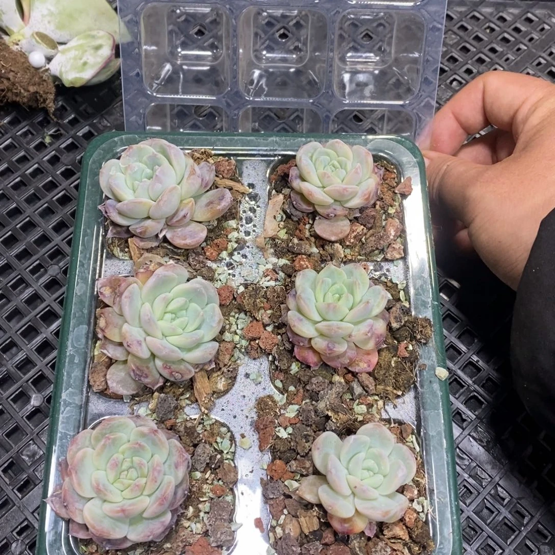 9.912颗穴盘苗带盒子