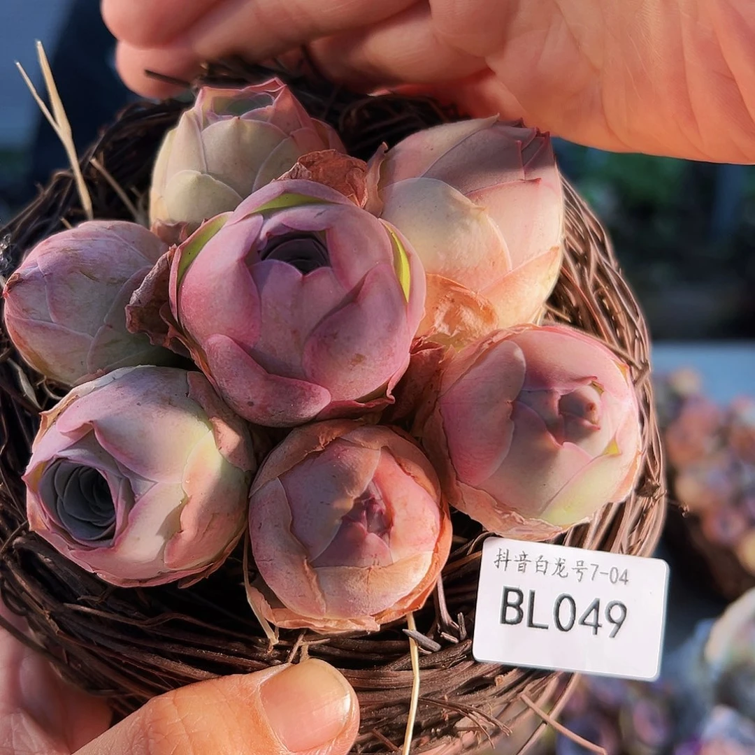 ?***葱Bl049。 玫瑰混鸟巢。