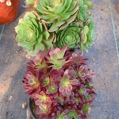 706法师2棵安娜砍过多肉植物