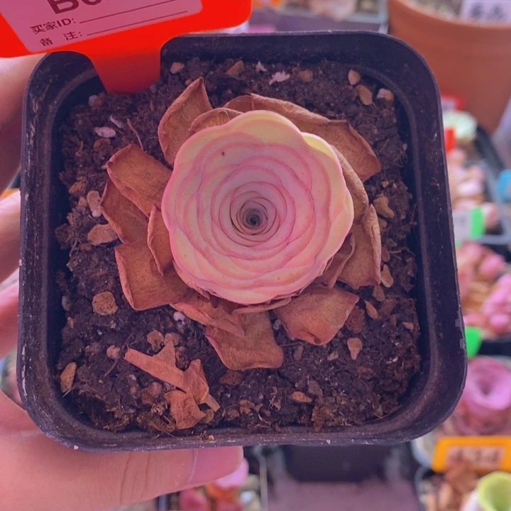 山地玫瑰一物一拍鹿兜灵泽014