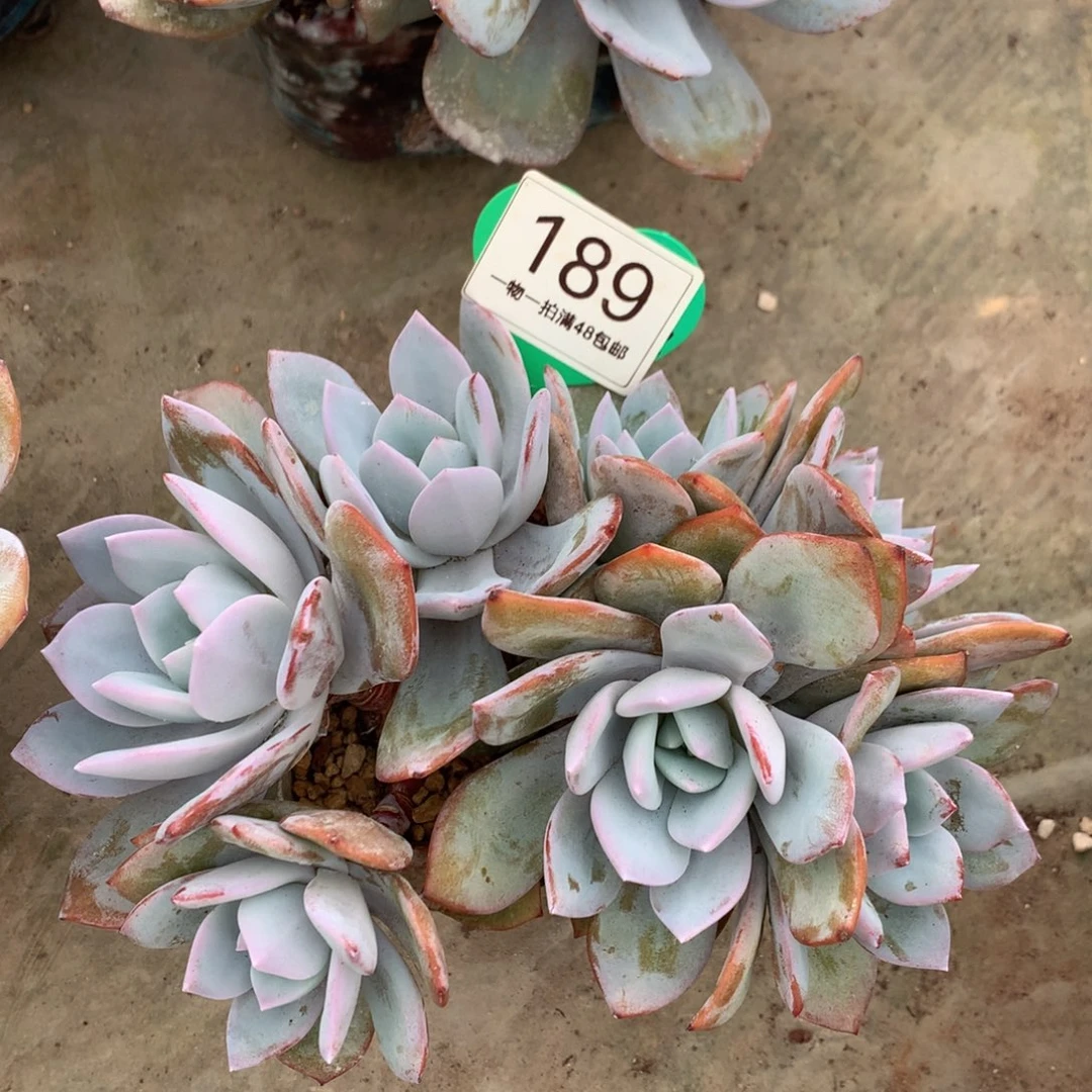 韩版奶茶老桩7头189