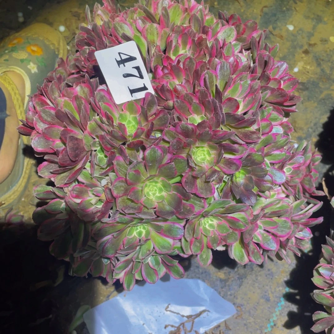 471孔雀翎多肉植物