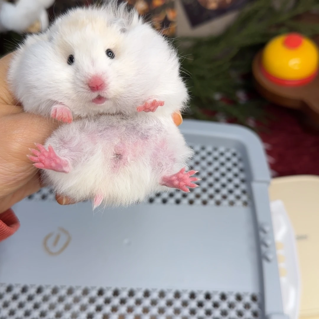 黄波妹妹11.08生日