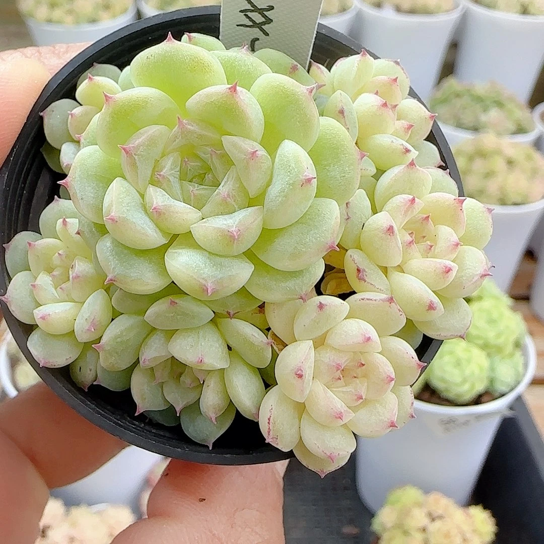 1124-60（xx-53）优选