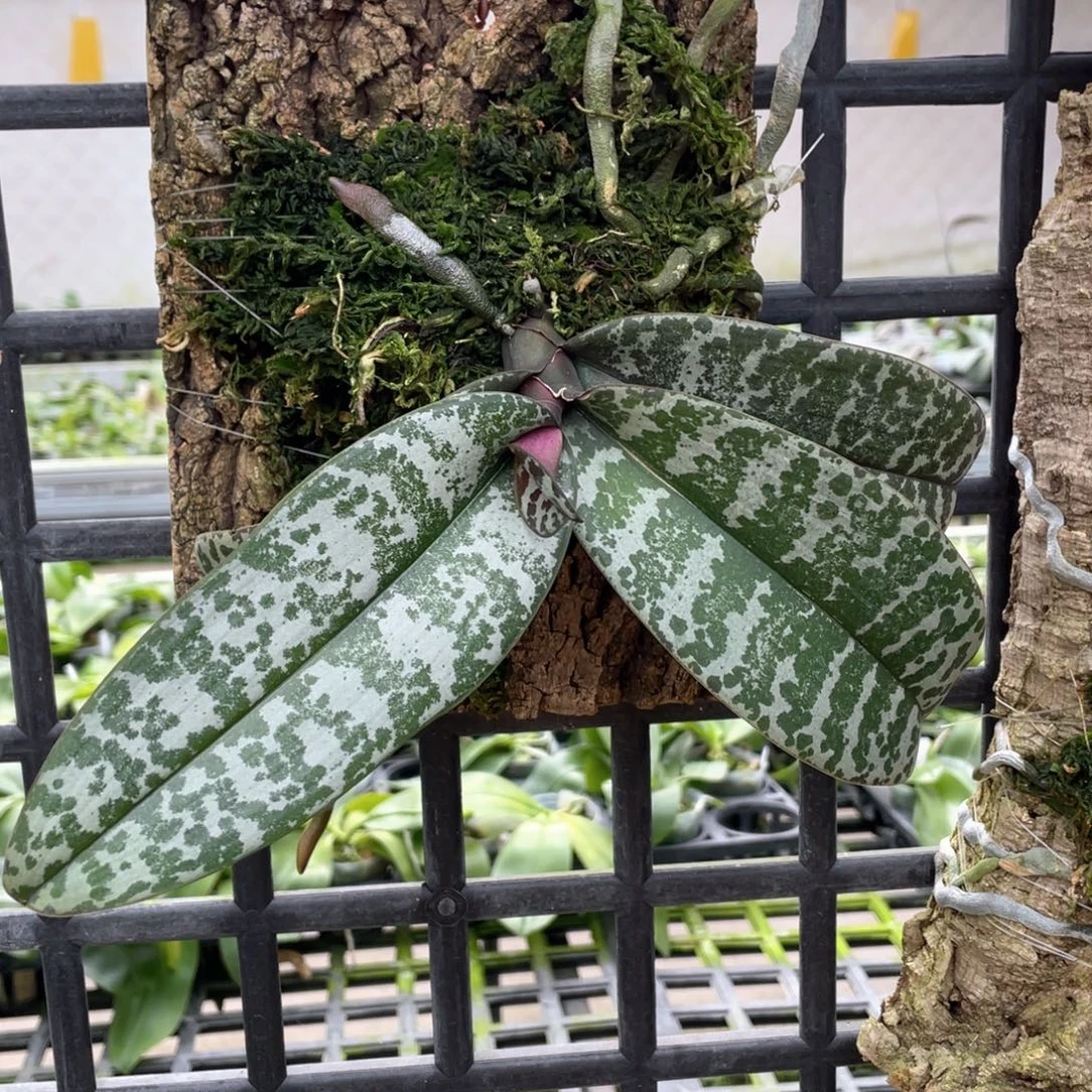 当前无花栽培后可以开花（沙巴西兄弟交）板植