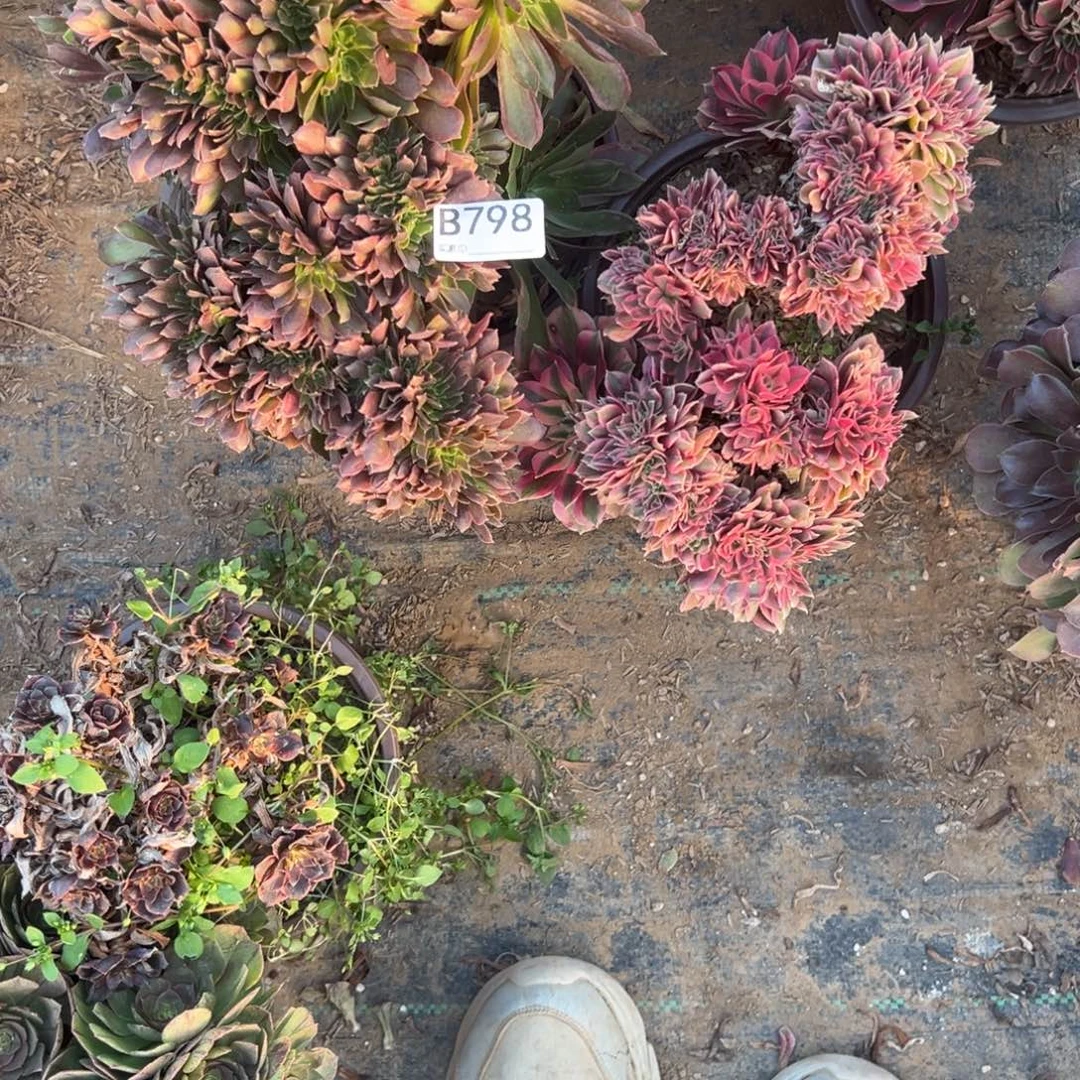 798两颗组合多肉植物法师