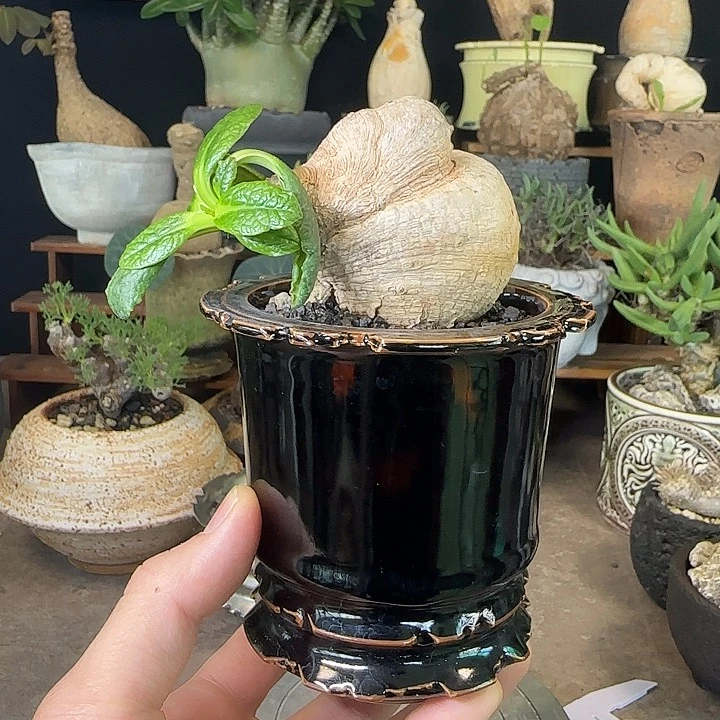 一物一拍樱花大戟1280