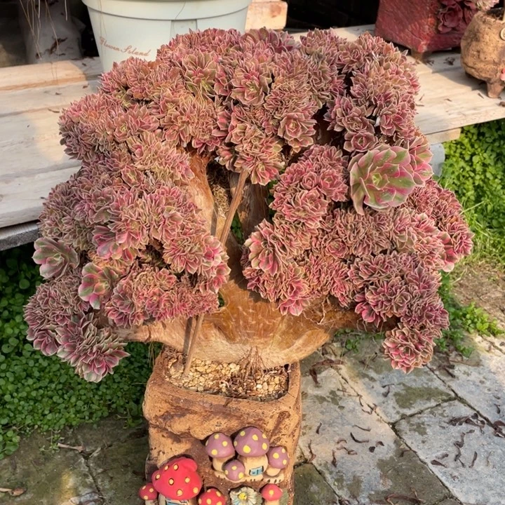 法师老桩缀化粉女巫