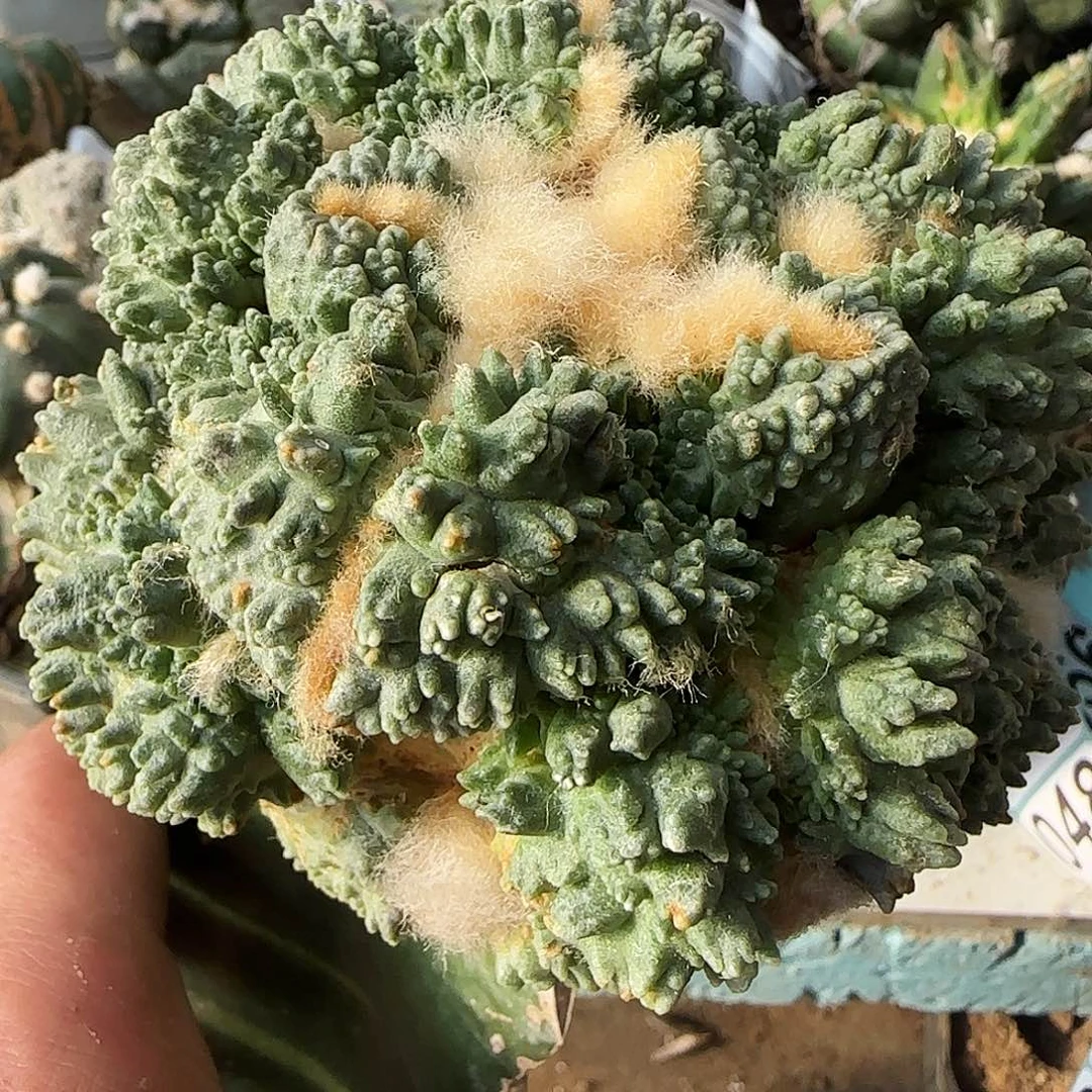 变 尤怒涛465仙人球