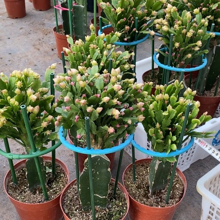 大部分花苞少量开放无*841嫁接028