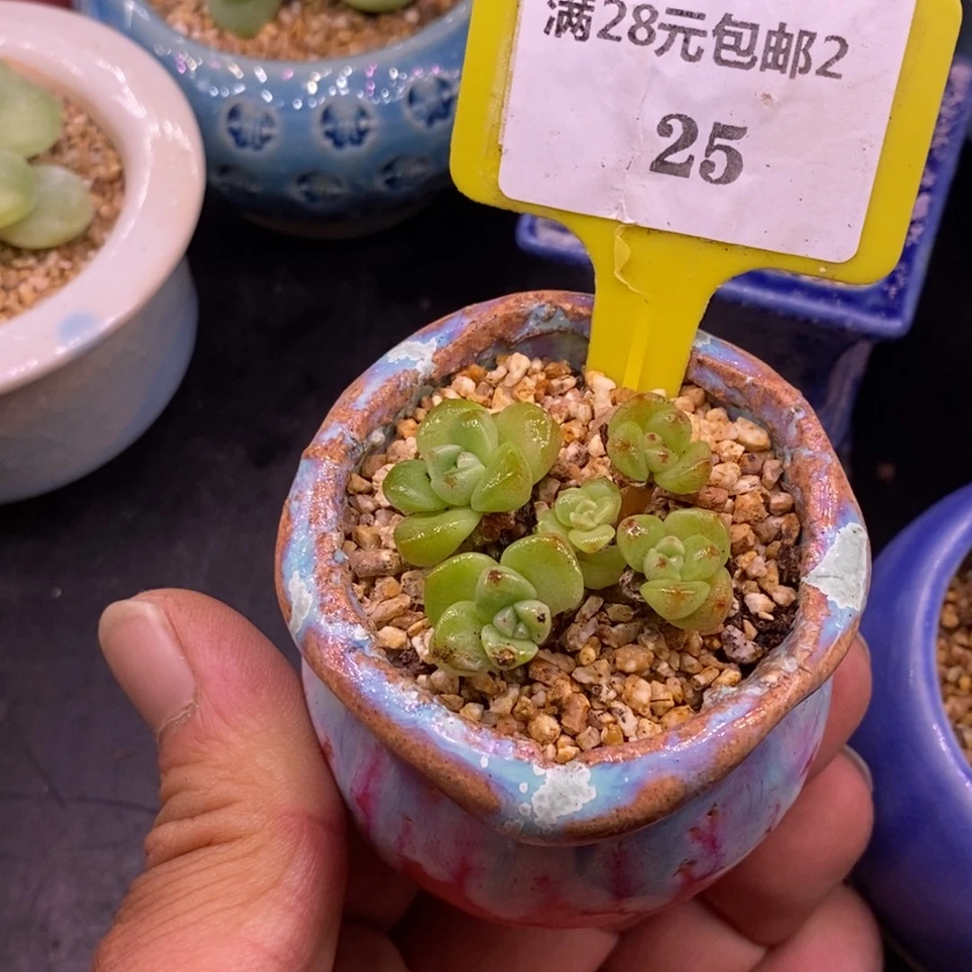 225丸叶冰玉，6头福利