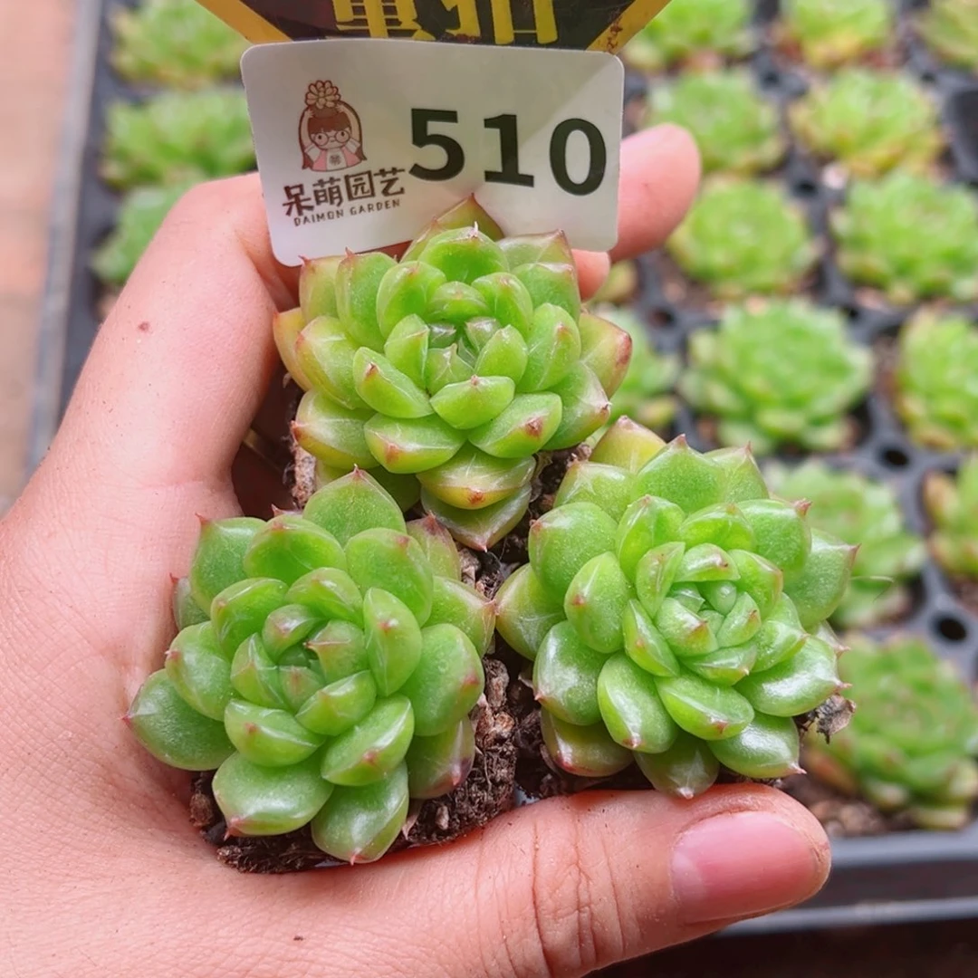 当前无花朵，栽培后可花朵