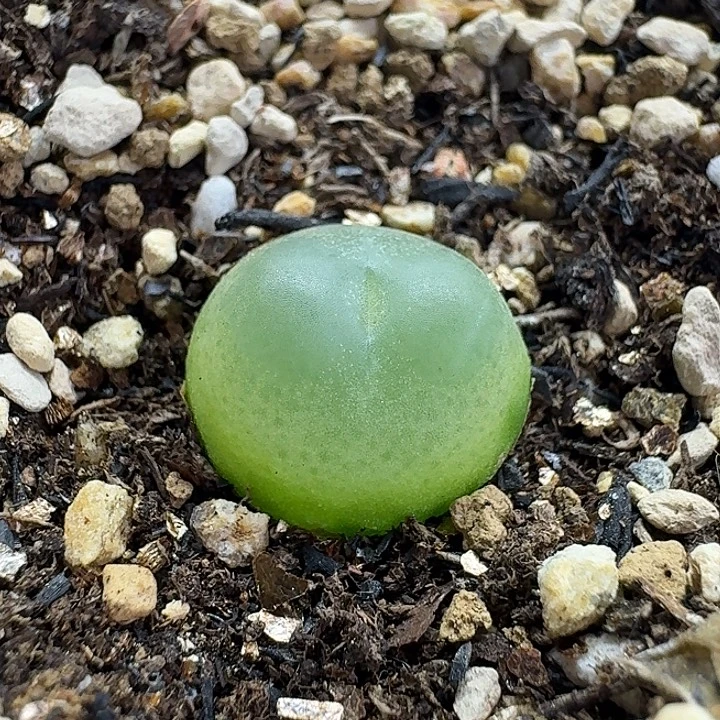 老马生石花1.5拉登2937