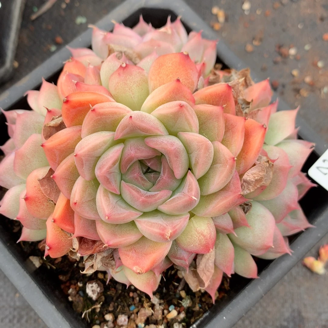 2631新年快乐发发发