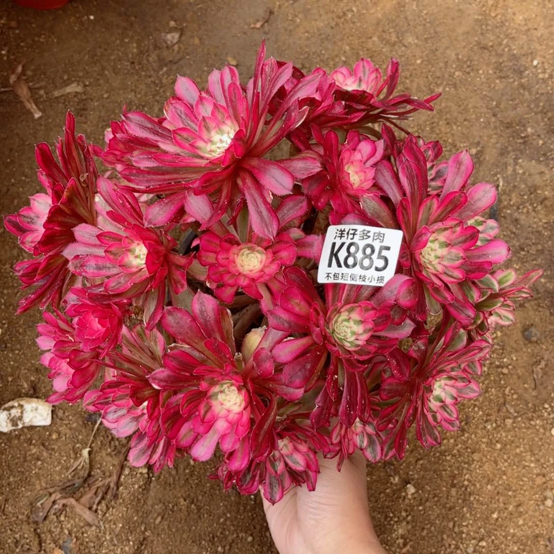 885白月光 冠幅30左右