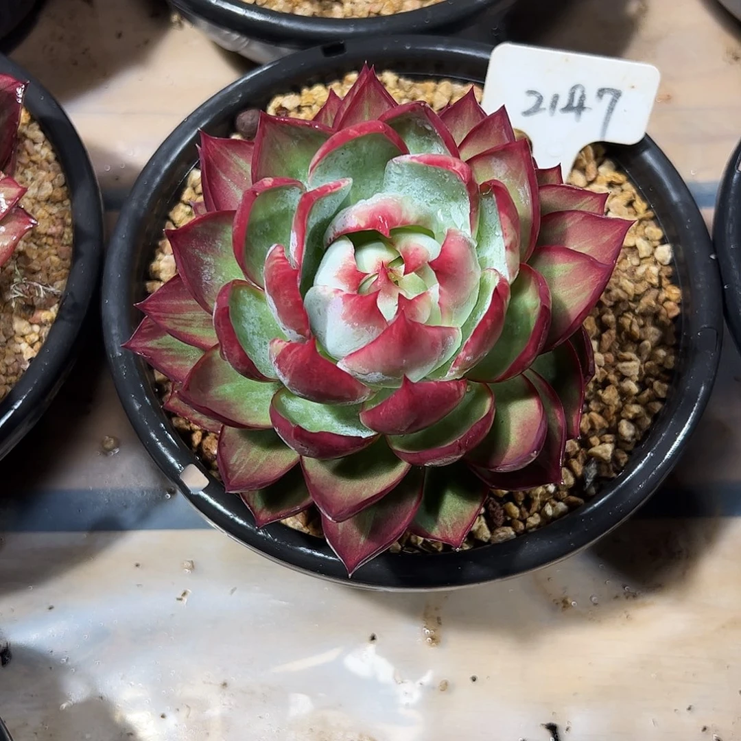 保***姨惊鸿仙子一物一拍2147号