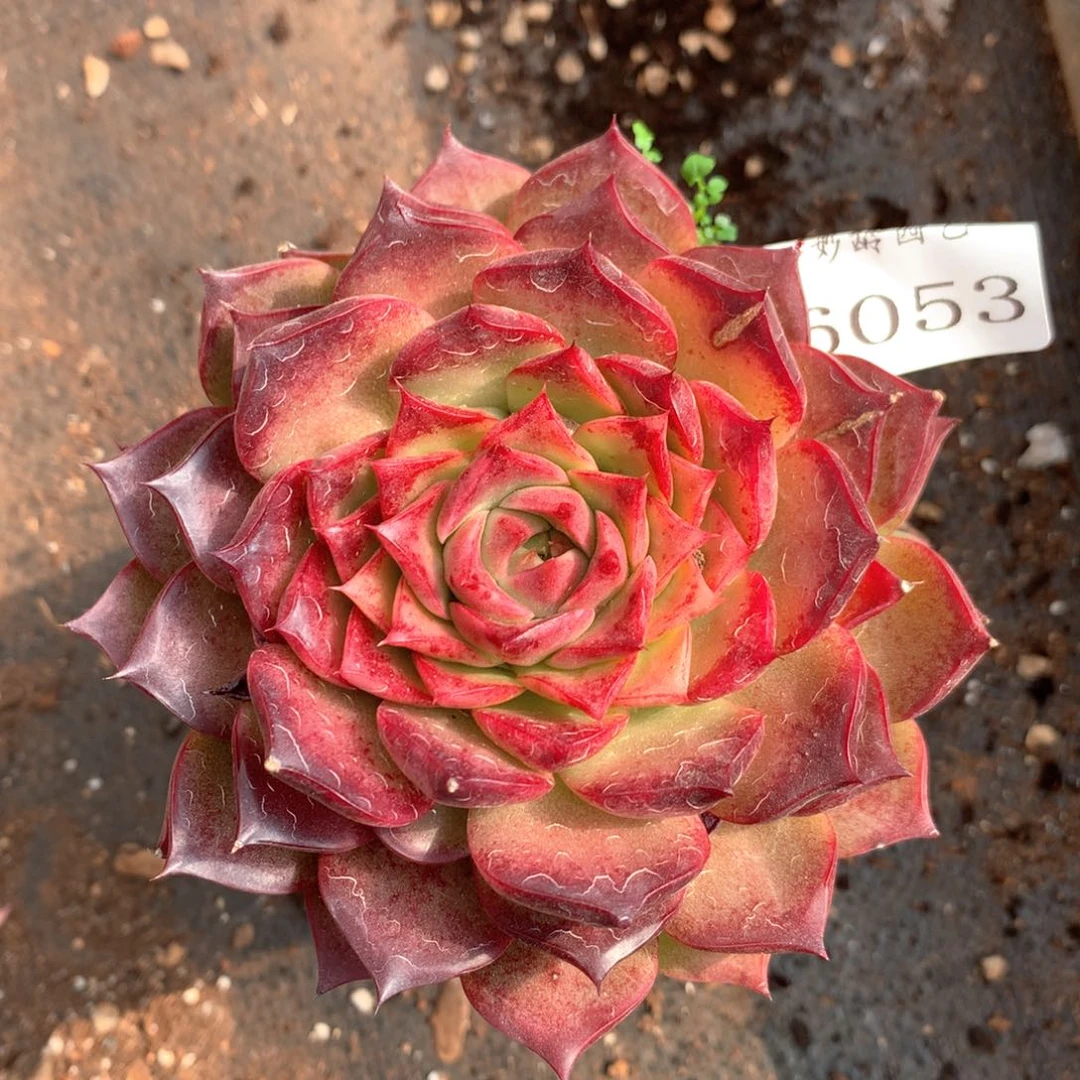 6053杂交多肉植物基地