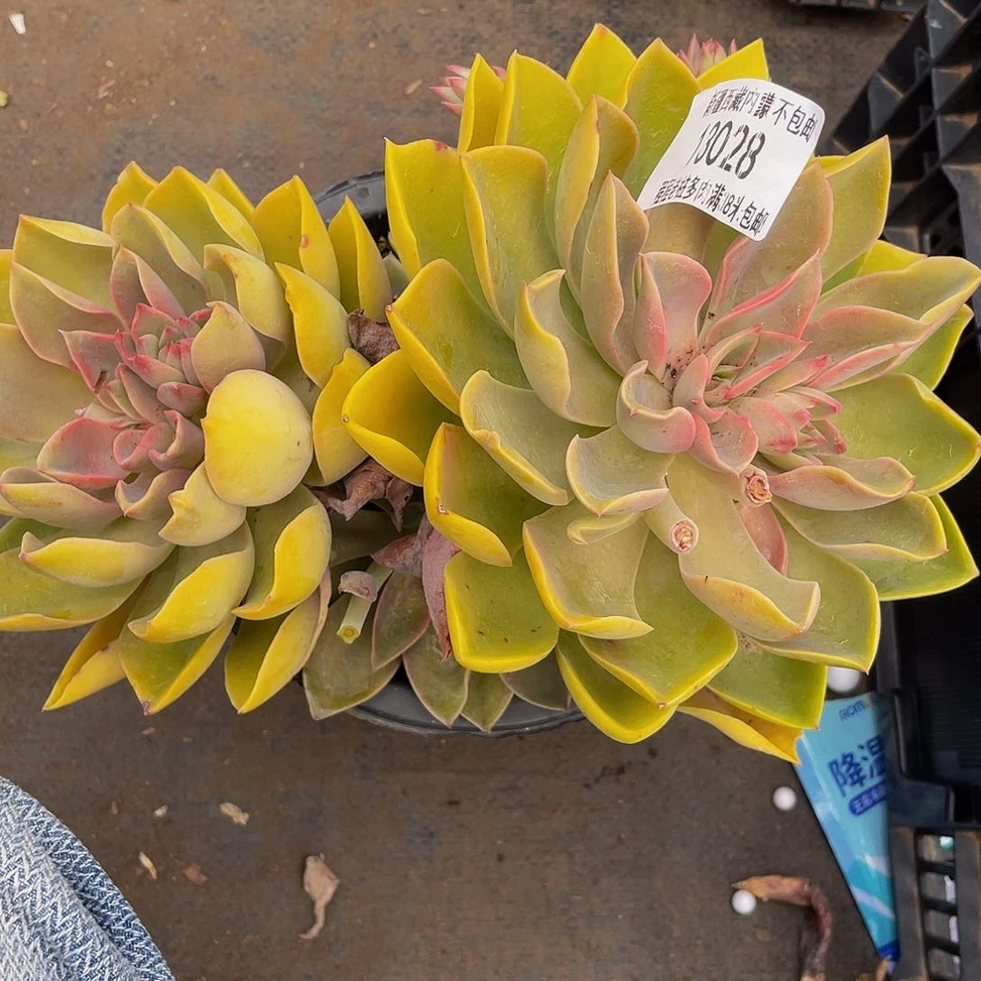 白*薇琼斯13028多肉