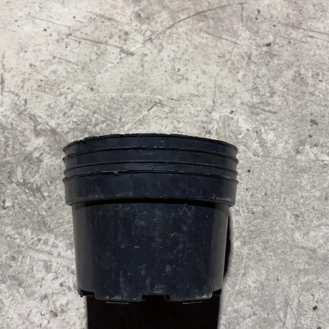 黑色矮泡盆15✖️9.5发45个