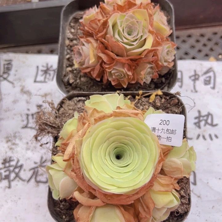 200 裸根不带土发货不包损