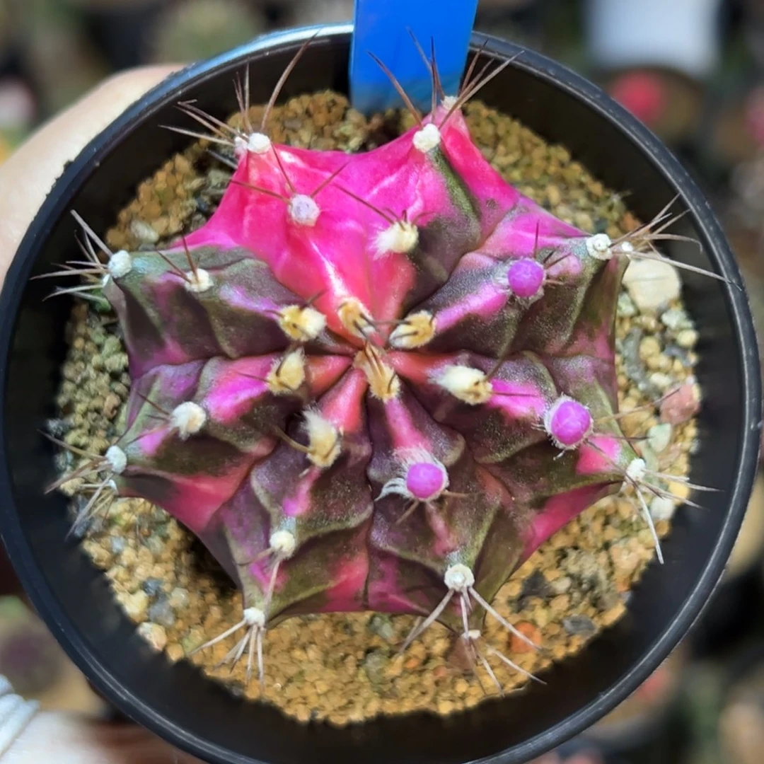 泰系侧芽粉钻202