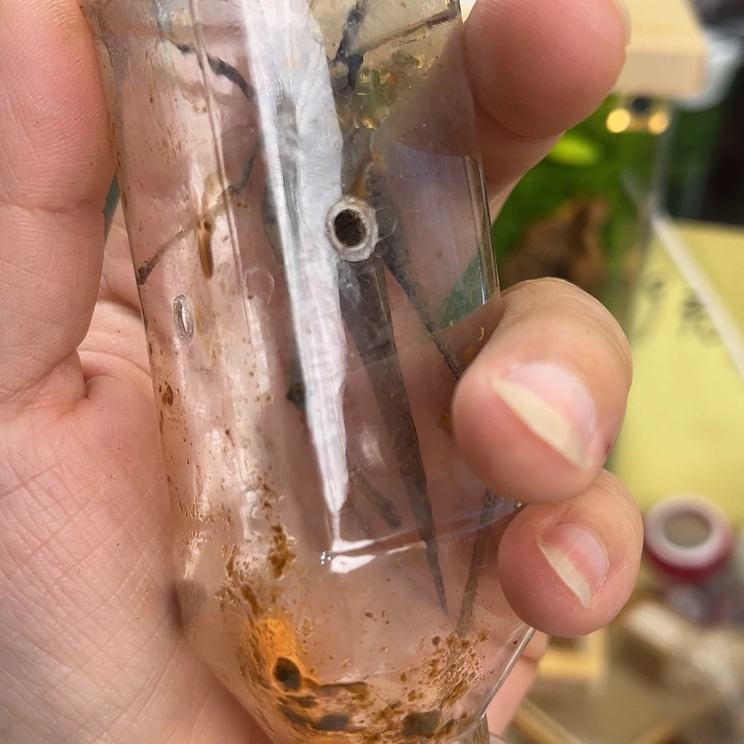 海***客蛙坊长须哈哈哈哈哈哈