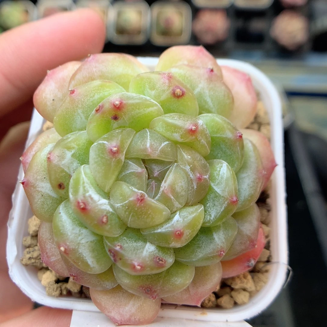 R170白色恋人y y y y y y