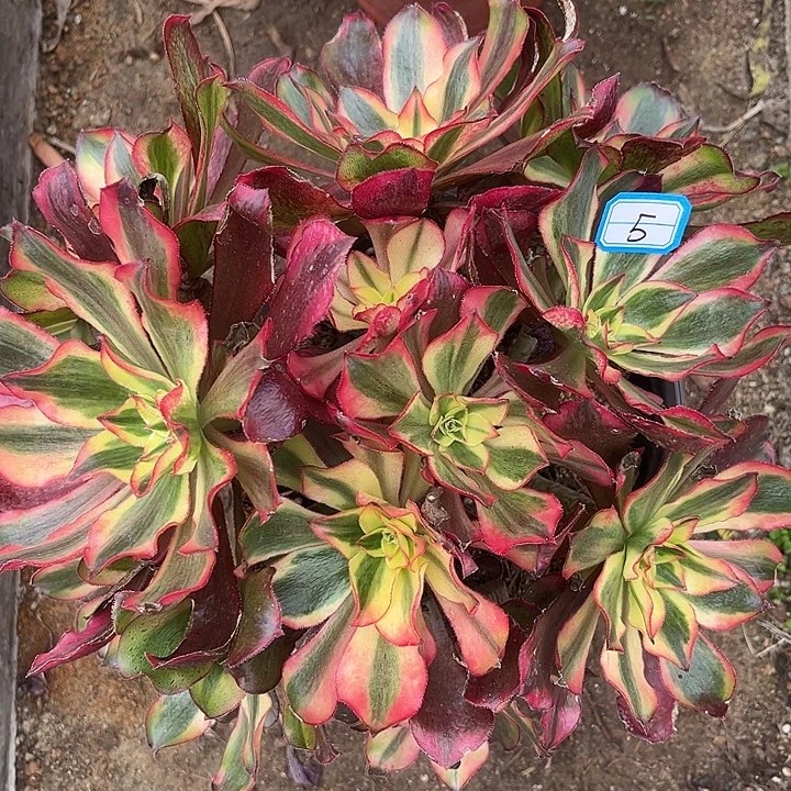 5魅影砍过多肉法师